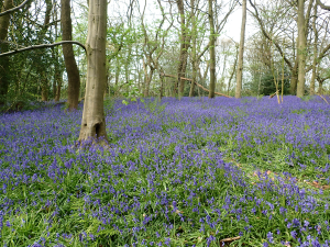 Human-Nature Escapes CIC - Staffordshire Landscapes #sot2021 Image 24