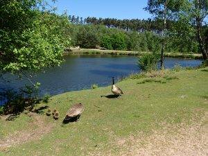 Human-Nature Escapes CIC - Cannock Chase 3