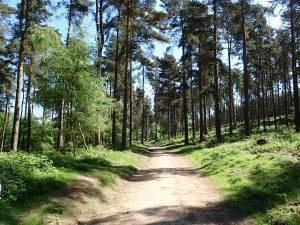 Human-Nature Escapes CIC | Cannock Chase 2