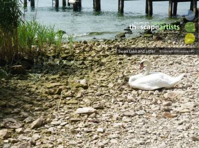 Swan Lake and Litter  